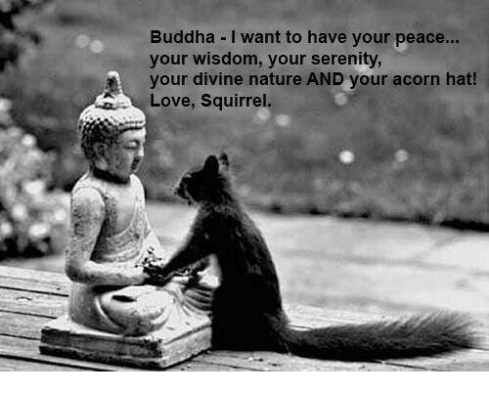 Image result for meme: squirrel and buddha hat